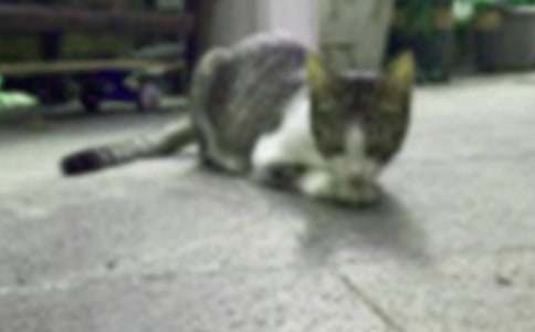 可爱臭美的小猫作文